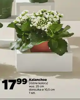 Netto Kalanchoe doniczka 10.5 cm oferta
