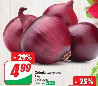 Dino Cebula czerwona oferta