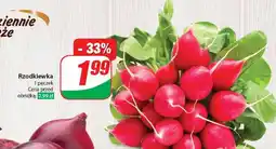 Dino Rzodkiewka oferta