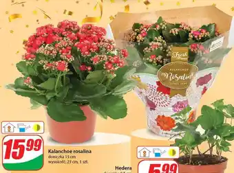 Dino Kalanchoe oferta