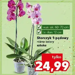 Kaufland Storczyk 1-pędowy oferta