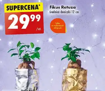 Biedronka Fikus retusa oferta