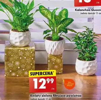 Biedronka Kwiat zielony w don. 12 cm oferta