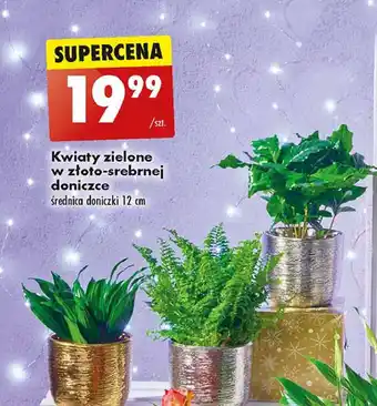 Biedronka Kwiaty zielone oferta