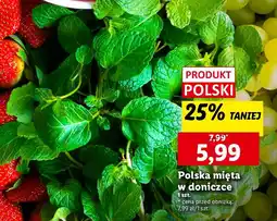 Lidl Mięta oferta