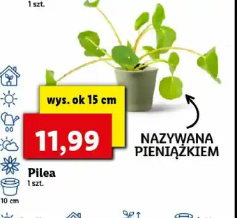 Lidl Pilea don. 10 cm 1 SZT oferta