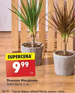 Biedronka Dracena marginata oferta