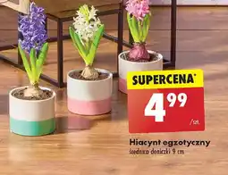 Biedronka Hiacynt egzotyczny oferta