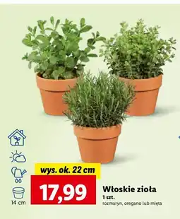 Lidl Rozmaryn oferta