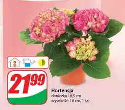 Dino Hortensja oferta