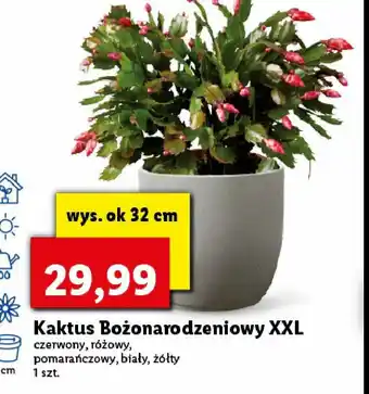 Lidl Kaktus bożonarodzeniowy biały 1 SZT oferta