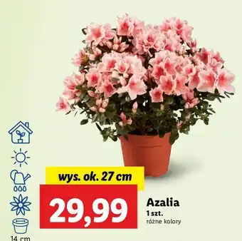 Lidl Azalia oferta