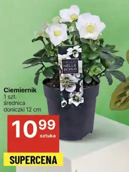 Ciemiernik