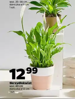 Netto Skrzydłokwiat oferta