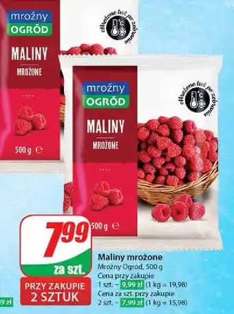 Dino Maliny Mroźny Ogród oferta