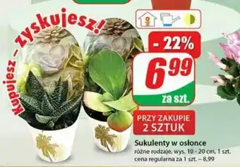 Dino Sukulent w osłonce 1 SZT oferta