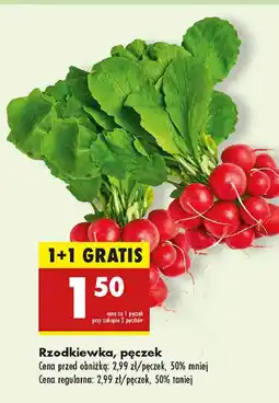 Biedronka Rzodkiewka oferta