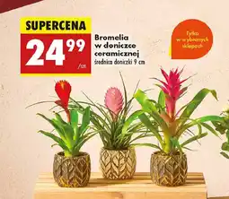 Biedronka Bromelia oferta