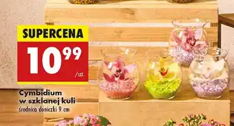 Biedronka Cymbidium w szklanej kuli oferta