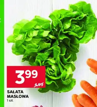 Stokrotka Sałata masłowa oferta