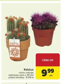 Carrefour Kaktus oferta
