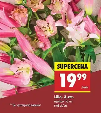 Biedronka Lilie oferta