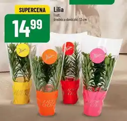 Polomarket Lilia oferta