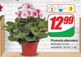 Dino Prymula oferta