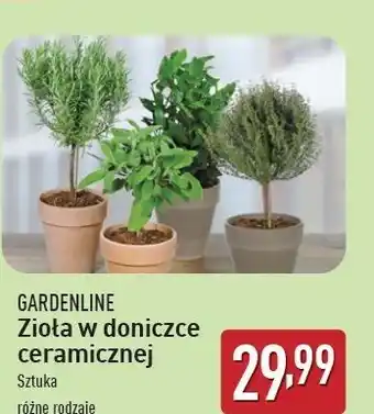 ALDI Zioła w doniczce ceramicznej Gardenline oferta