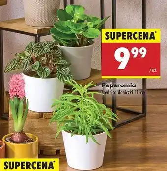 Biedronka Peperomia oferta