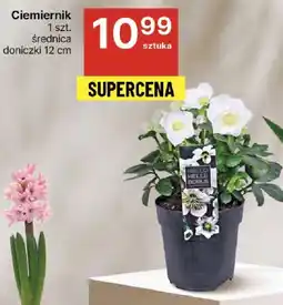 Ciemiernik