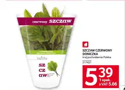 Selgros Szczaw czerwony doniczka oferta