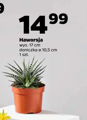 Netto Kwiat oferta