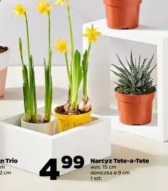 Netto Narcyz tete a żółte kwiaty oferta