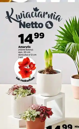 Netto Amarylis oferta