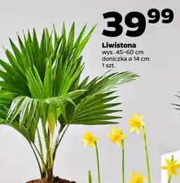 Netto Liwistona don. 14 cm oferta