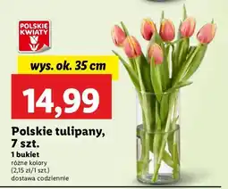 Lidl Tulipany 35 cm oferta