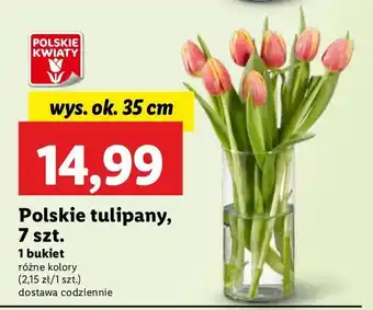 Lidl Tulipany 35 cm oferta