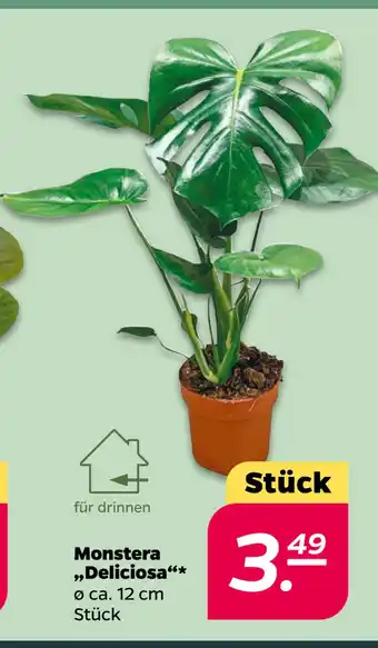 Netto Monstera „Deliciosa“ oferta