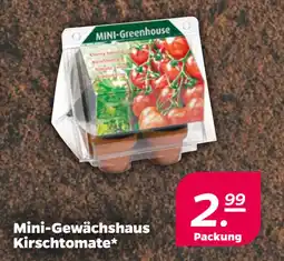 Netto Mini-Gewächshaus Kirschtomate oferta