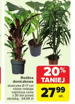 Carrefour Market Roślina doniczkowa oferta