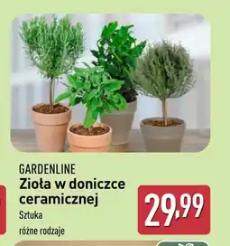 ALDI Zioła w doniczce Gardenline oferta