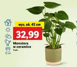 Lidl Monstera Ok oferta