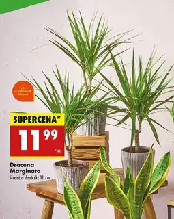Biedronka Dracena marginata oferta