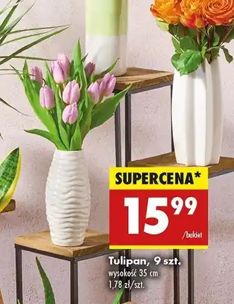 Biedronka Tulipany 35 cm oferta