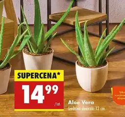 Biedronka Aloe vera 12 cm oferta