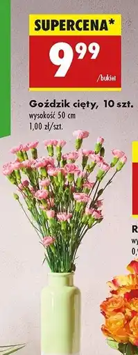 Biedronka Goździki 50 cm oferta