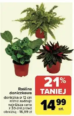 Carrefour Roślin zielone w donicy śr. 12 cm oferta