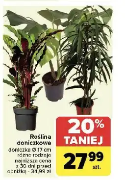 Carrefour Roślina zielona don. 17 cm oferta