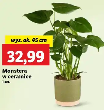 Lidl Monstera w ceramice oferta